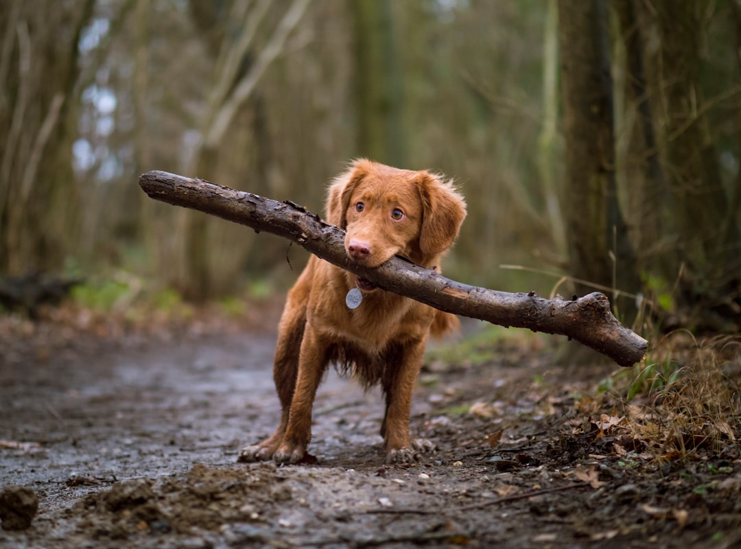 Photo dog bite lawyer
