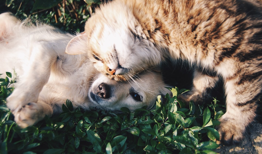 Photo dog bite injury lawyer