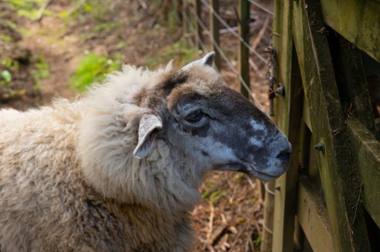 Understanding Livestock Agent Law Enforcement in Montana